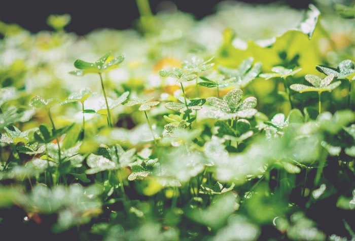 Shamrocks, Saint Patrick, beauty, spring, Irish