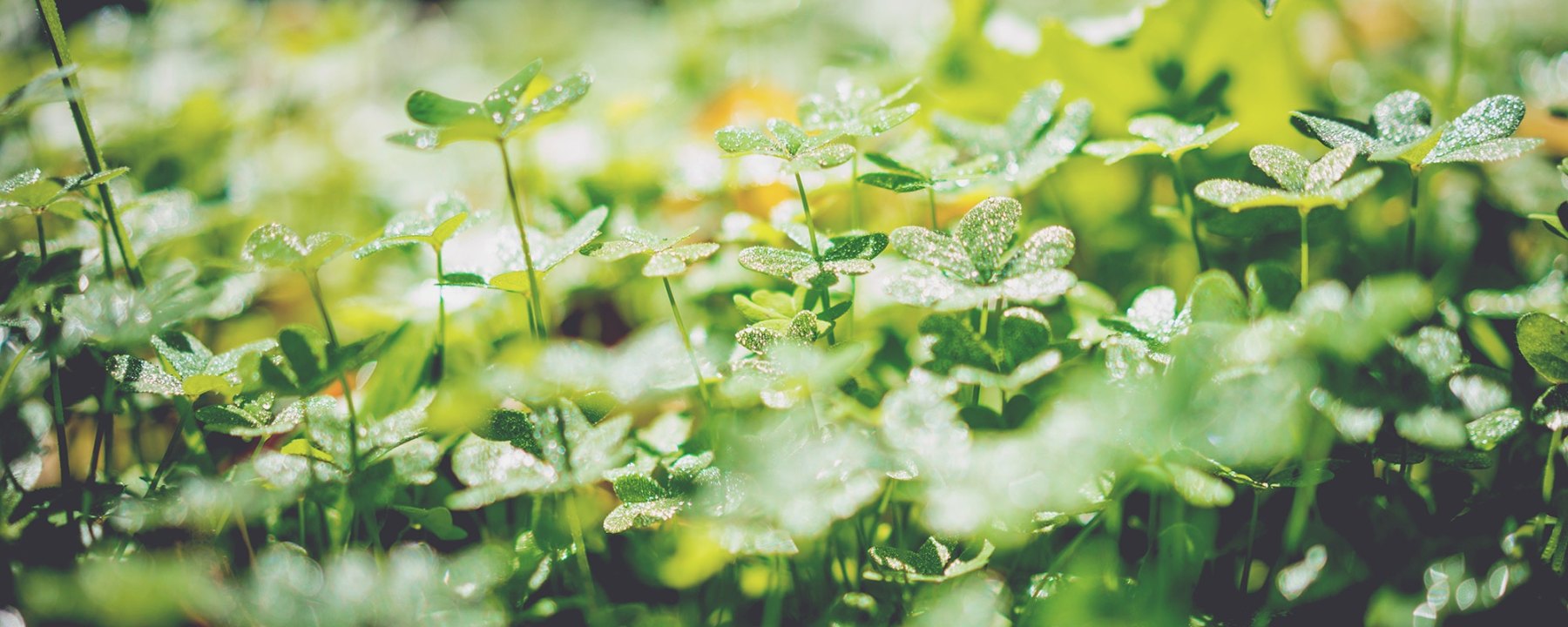 Shamrocks, Saint Patrick, beauty, spring, Irish