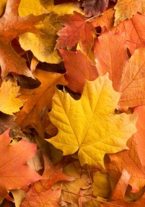 autumn leaves