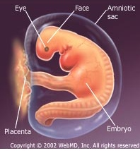 human embryo in first month, looks like a tadpole