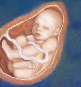 8 month fetus