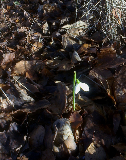 snowdrop-502x640