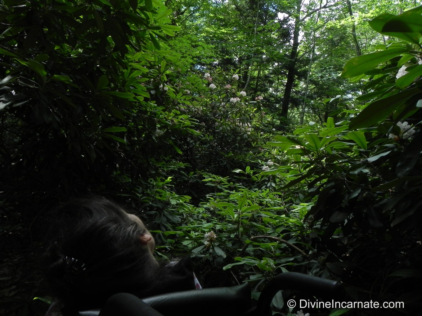 Rhododendron State Park, New Hampshire, forest