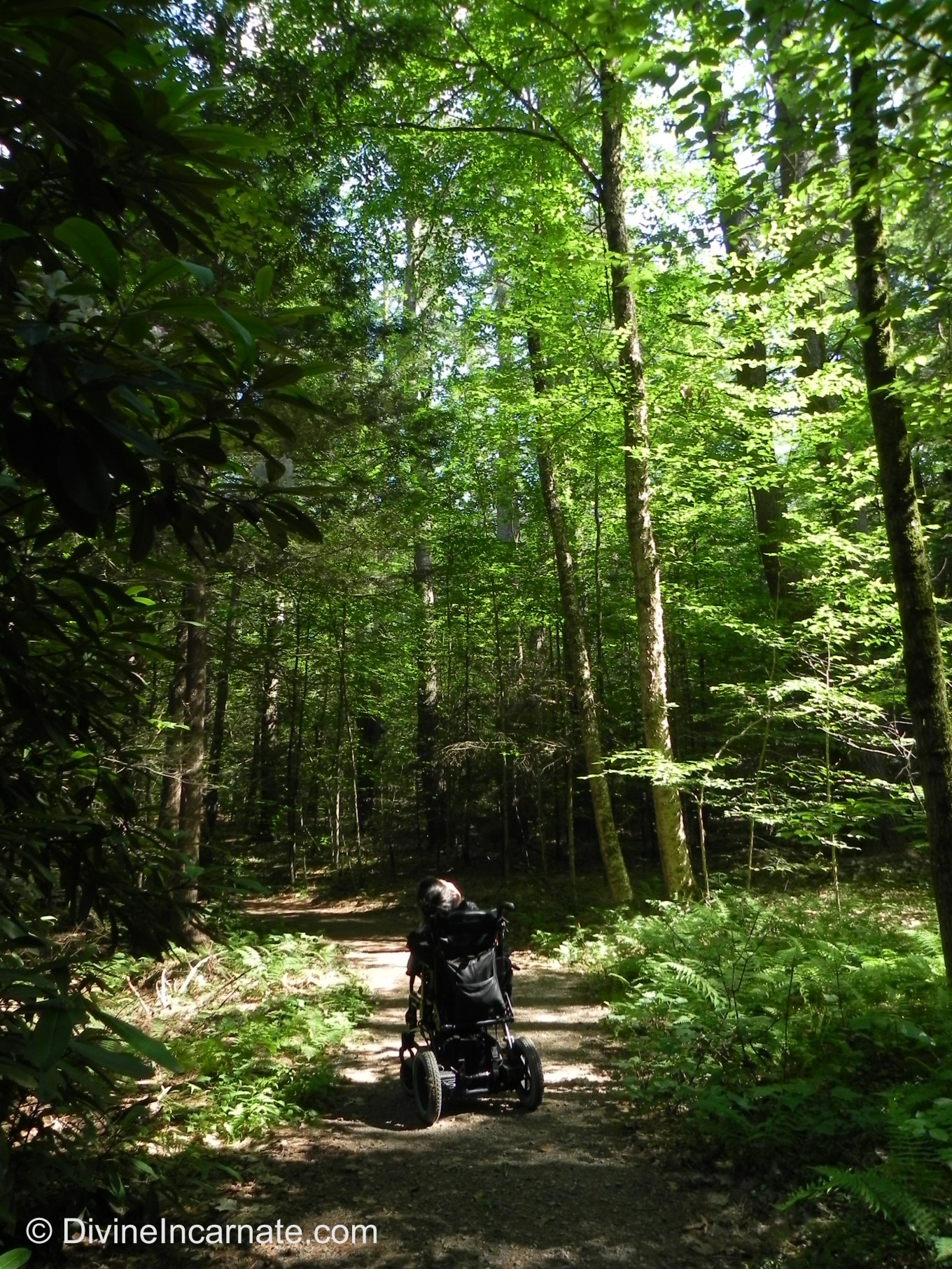 wheelchair, forest, New Hampshire
