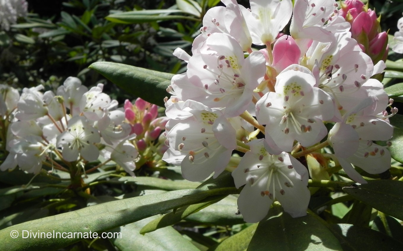 Rhododendrons, flowers