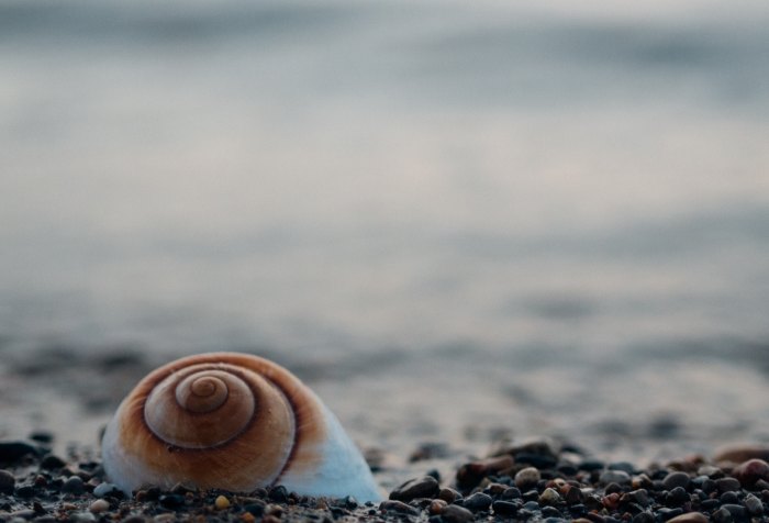 beach, seashell, Spirals