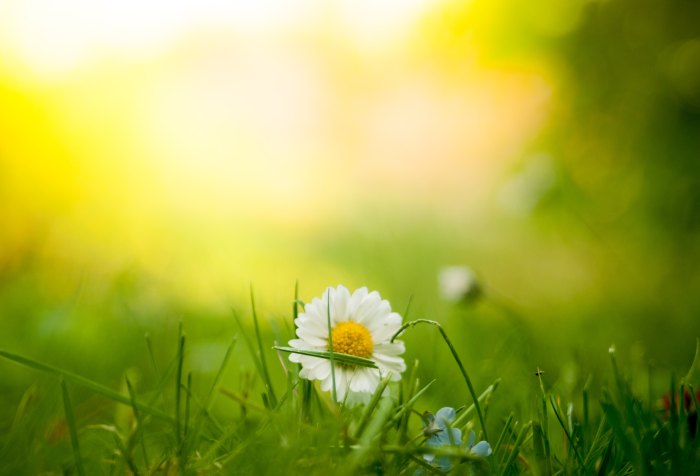 Wildflowers, Meadow, Daisy