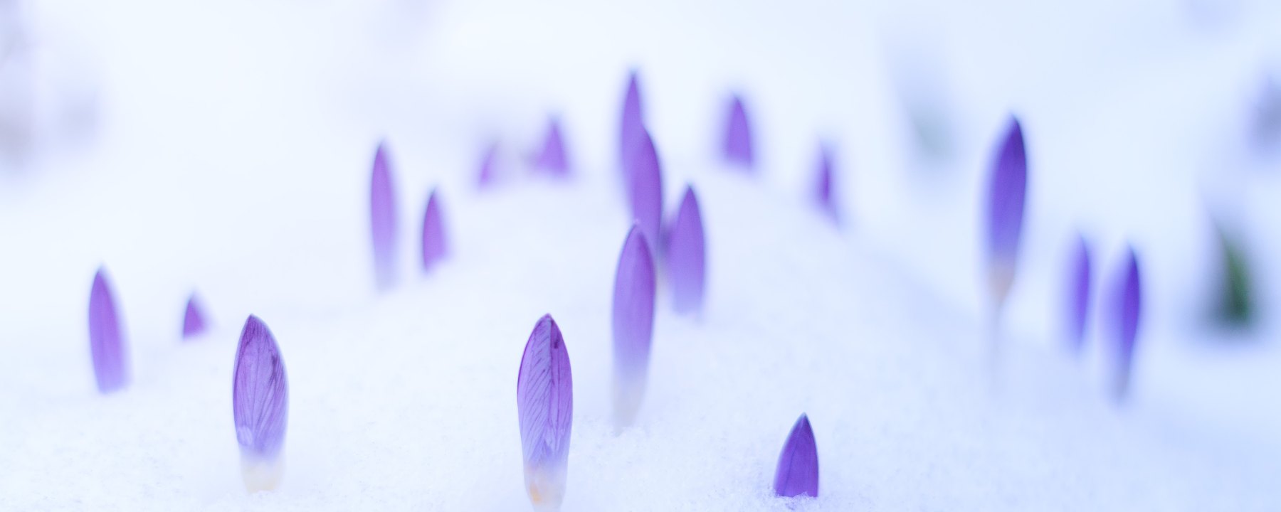 crocus, spring, snowmelt