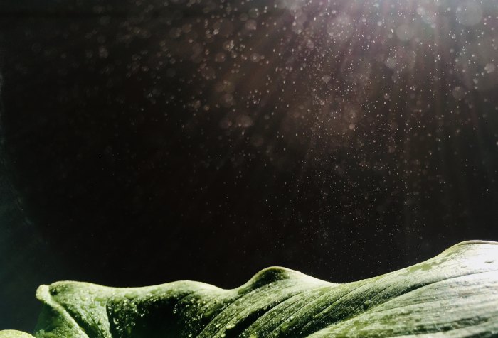 rain, nature, sunlight, beauty