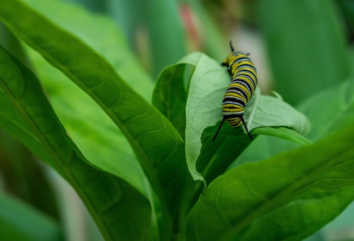 Caterpillar, metamorphosis, conversion, faith
