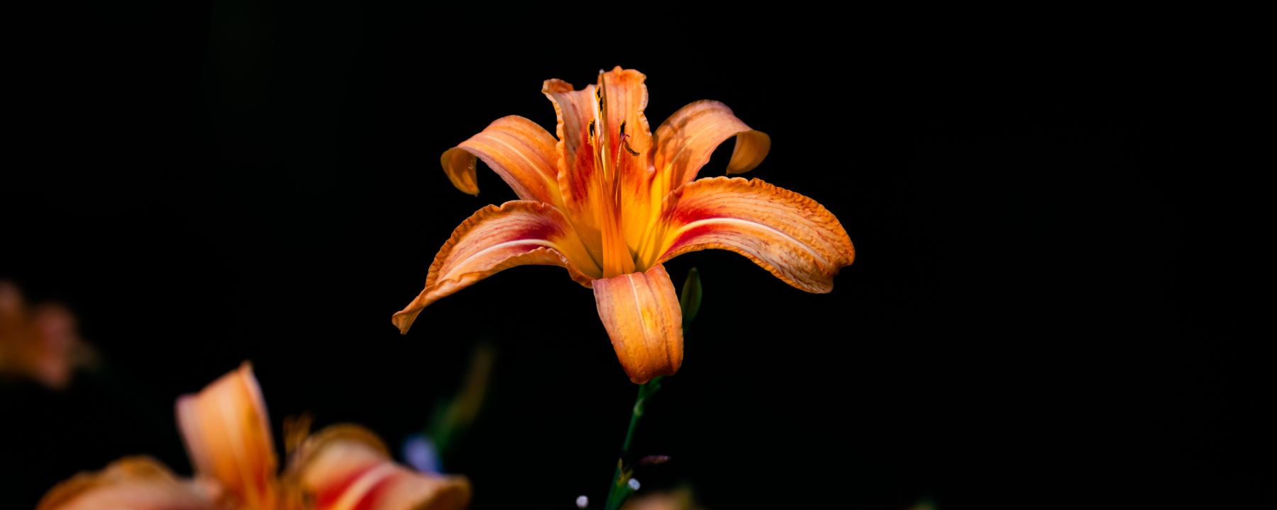 Lily of a day, as in the poem by Ben Johnson