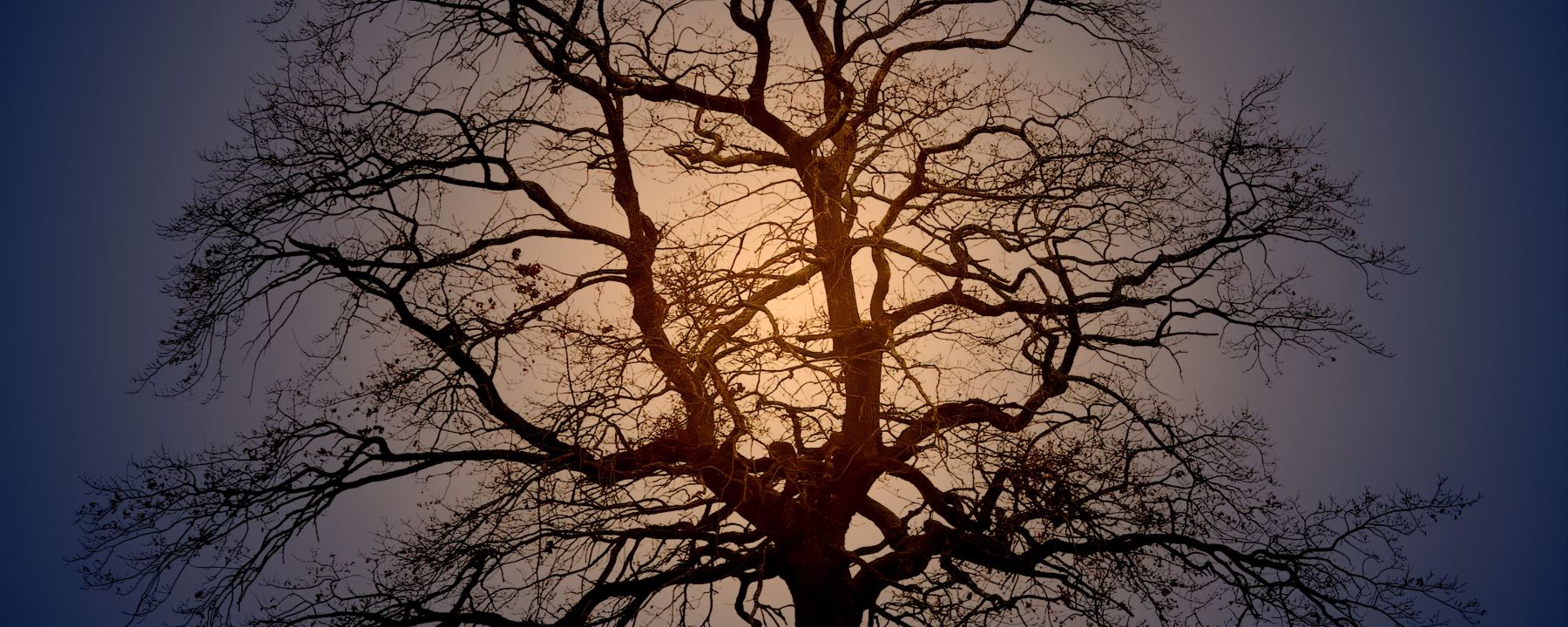 bare oak tree like arteries