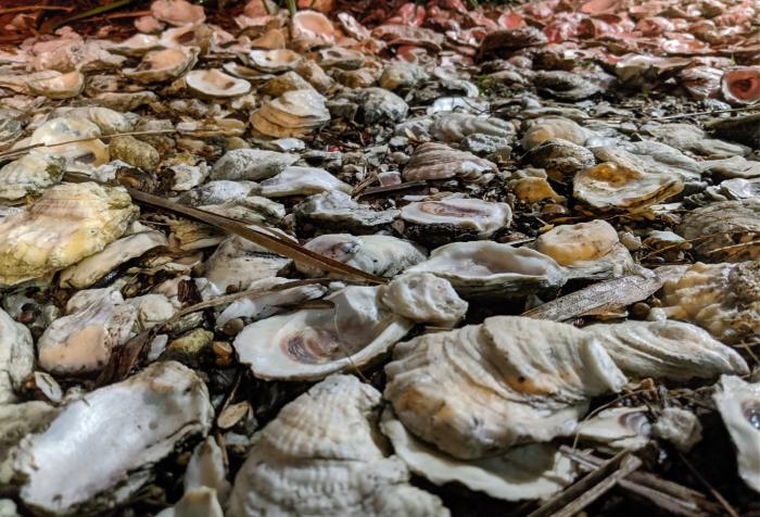 oyster shells pearls