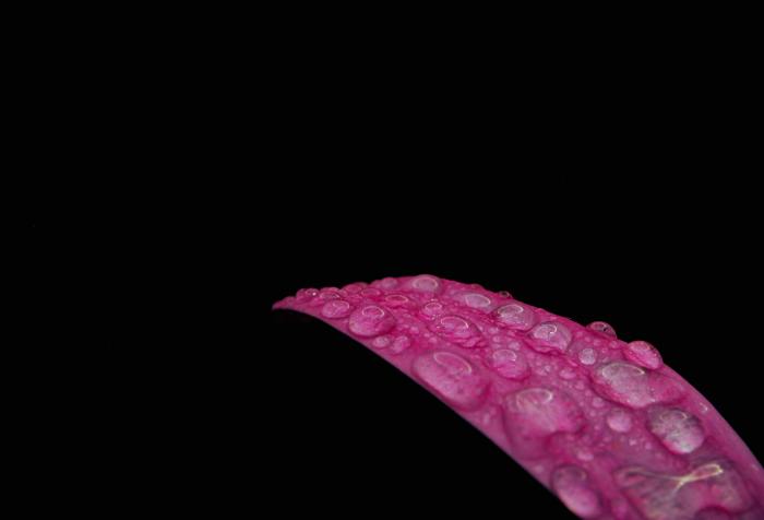 A lone, bright petal, pearled with dew against a black background