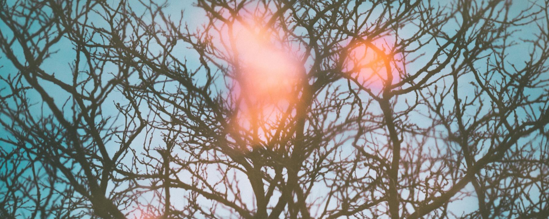 naked trees with falling autumn leaves