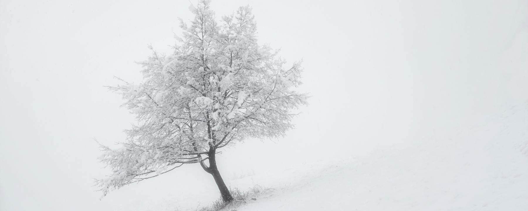 snow fallen heavy on a tree
