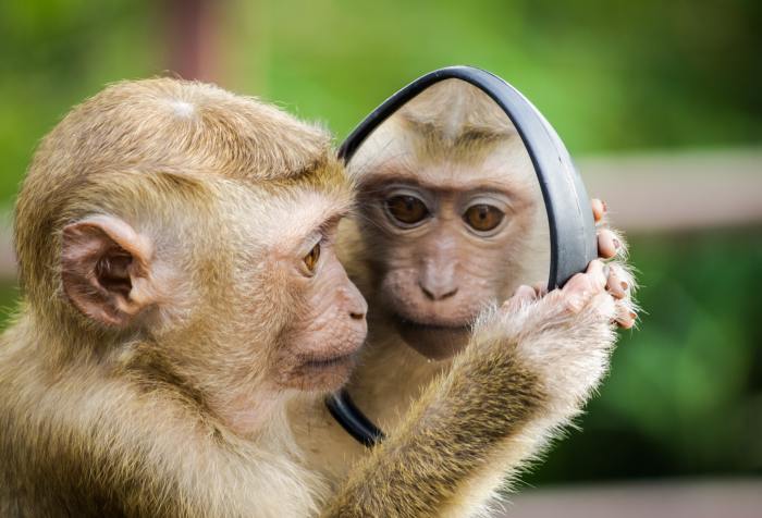 a monkey looking in the mirror at his own reflection