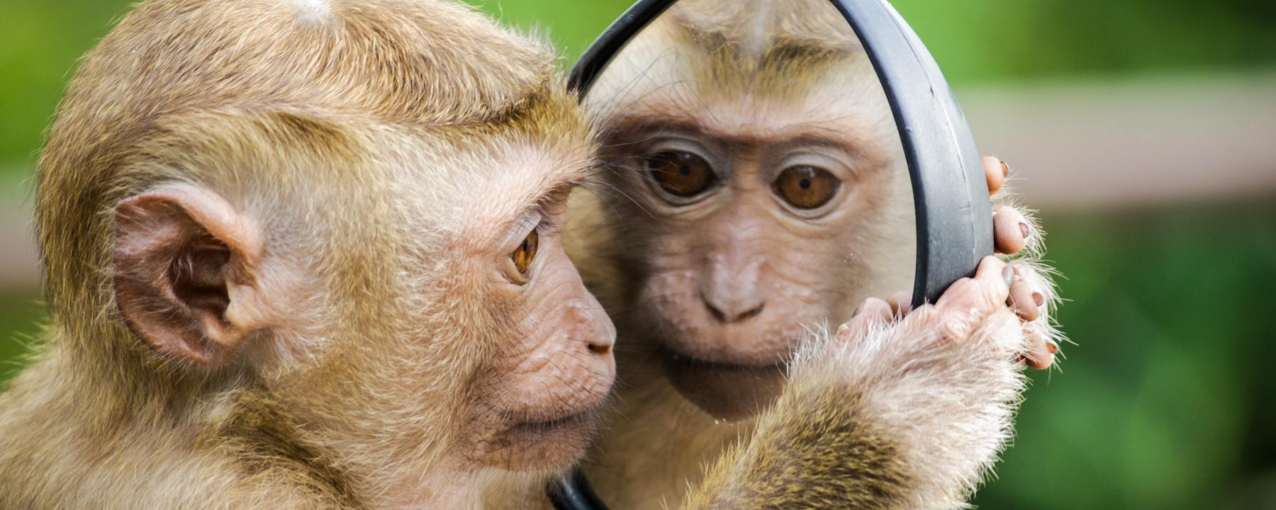 a monkey looking in the mirror at his own reflection