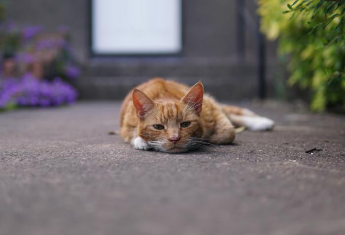 a lazy cat in the middle of a sidewalk