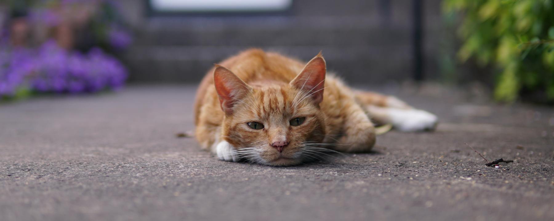 a lazy cat in the middle of a sidewalk