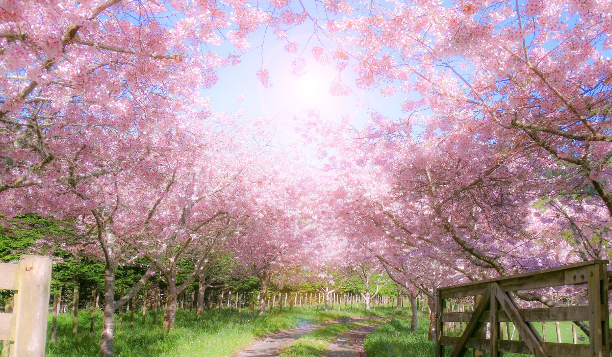 springtime in an orchard, a path beckons the viewer onward and the pink blossoms are infused with radiant sunlight