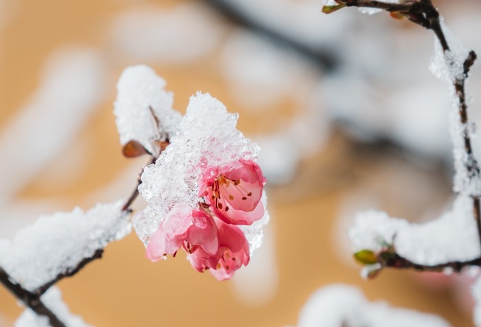 snow on an opening apple blossom