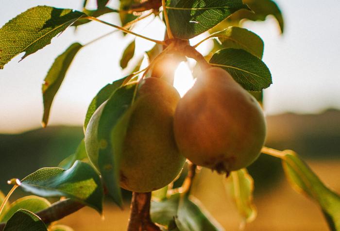 close-up of pear tree in the morning sun