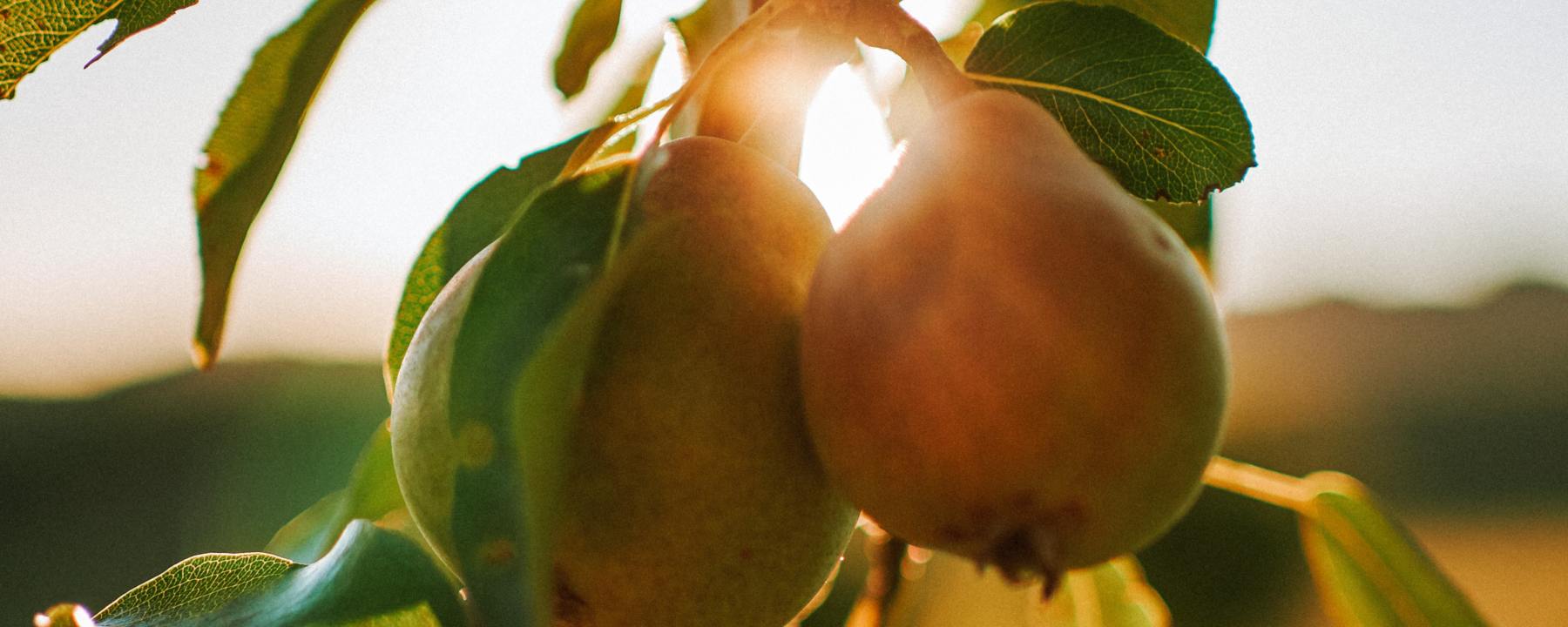 close-up of pear tree in the morning sun