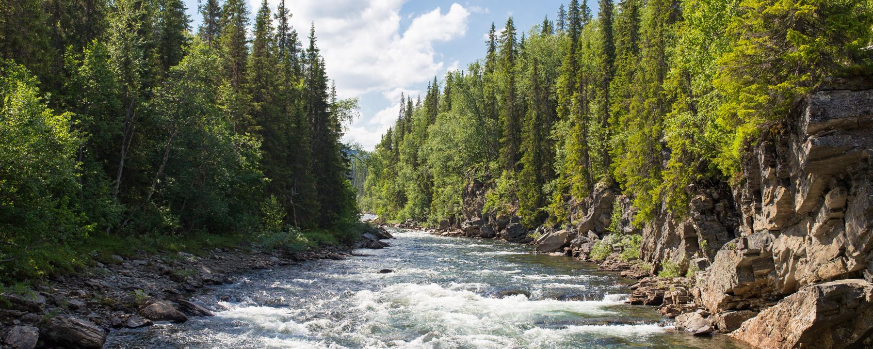 a river flowing outward between for trees