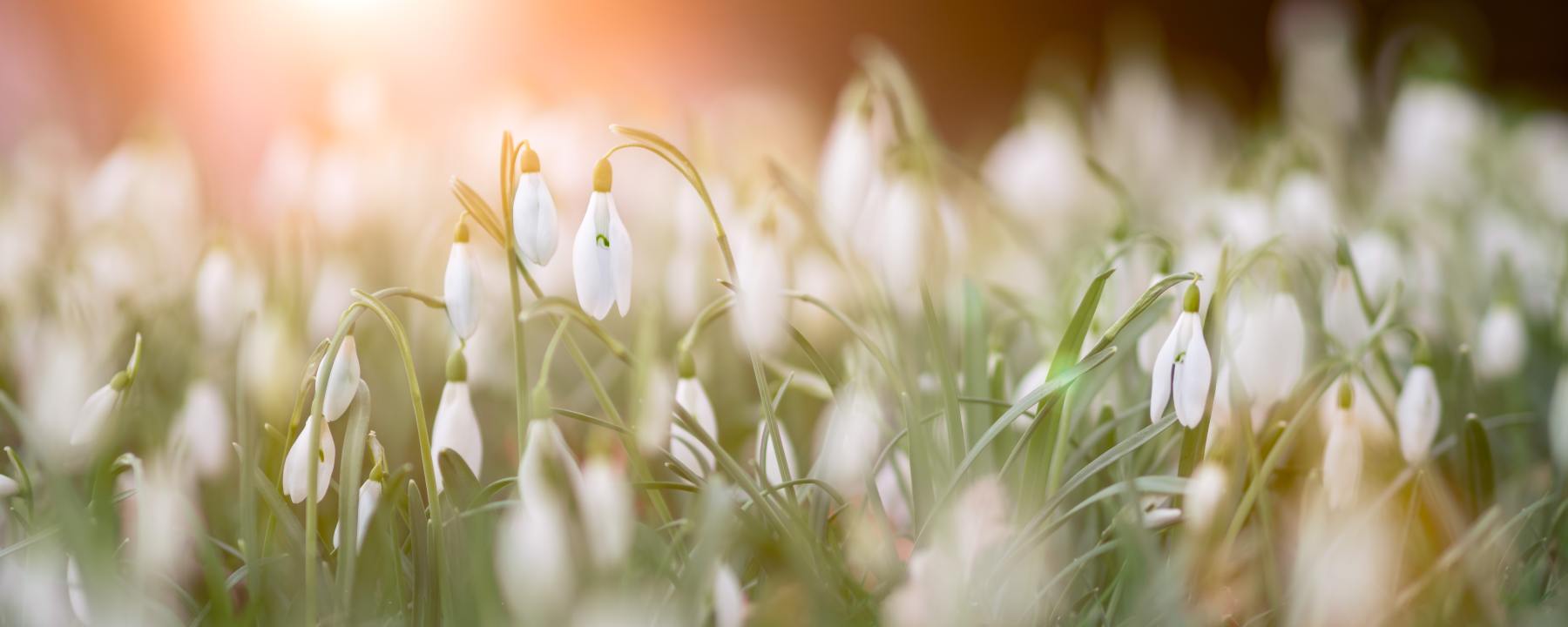 snowdrop blossoms in radiant light