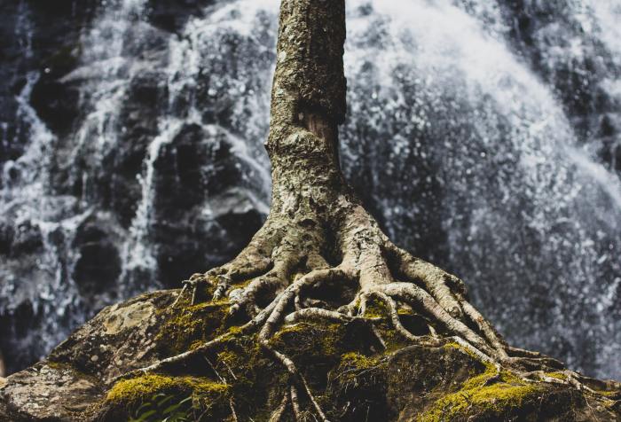 roots of trees beside a waterfall