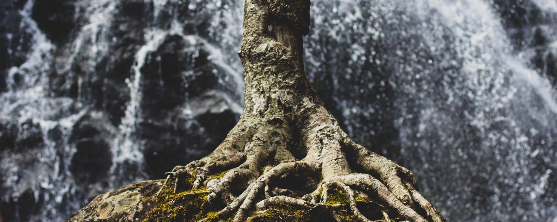 roots of trees beside a waterfall