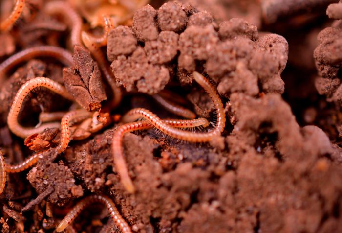 Worms in dirt