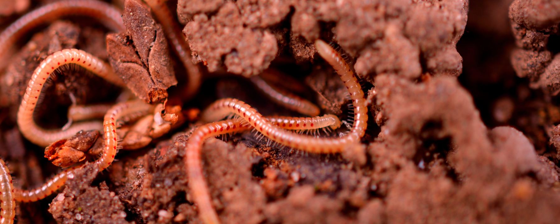 Worms in dirt