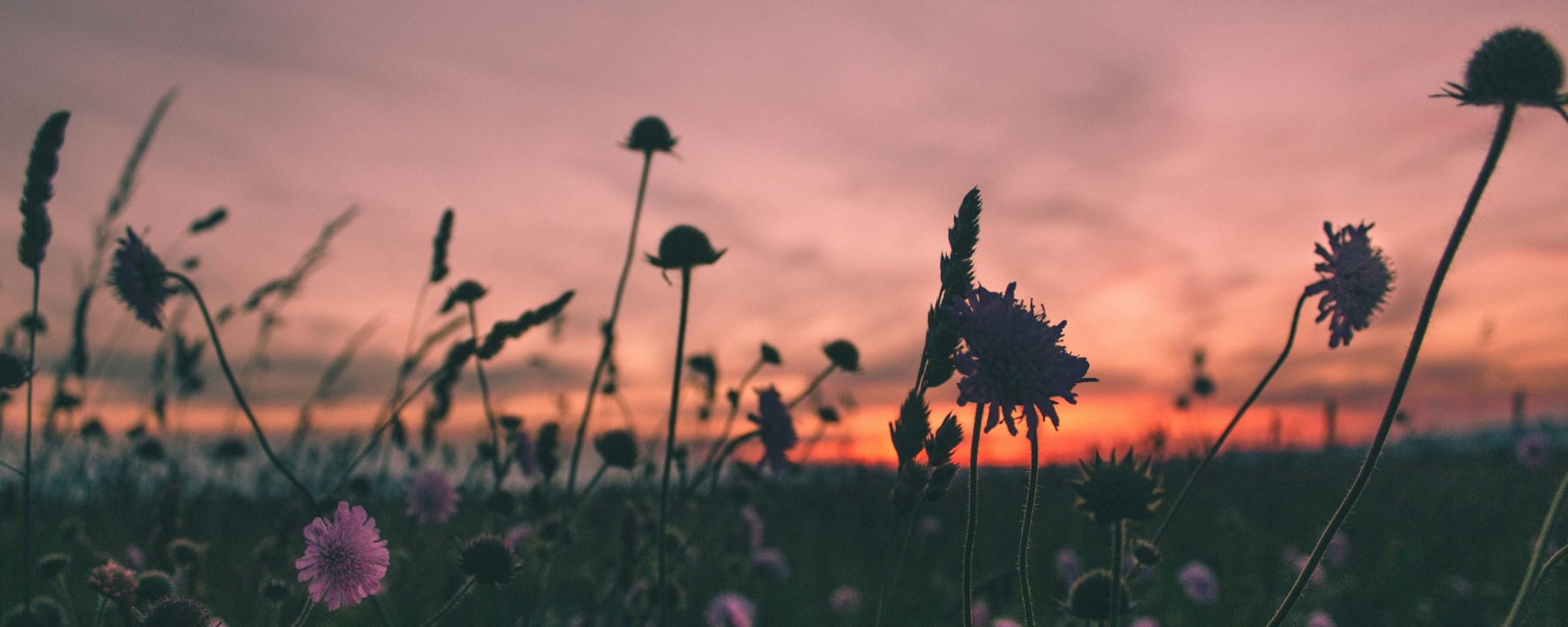 Sunset behind wildflowers