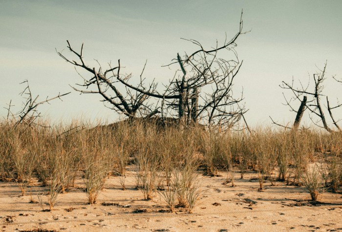 Dead trees in a scrubby wasteland
