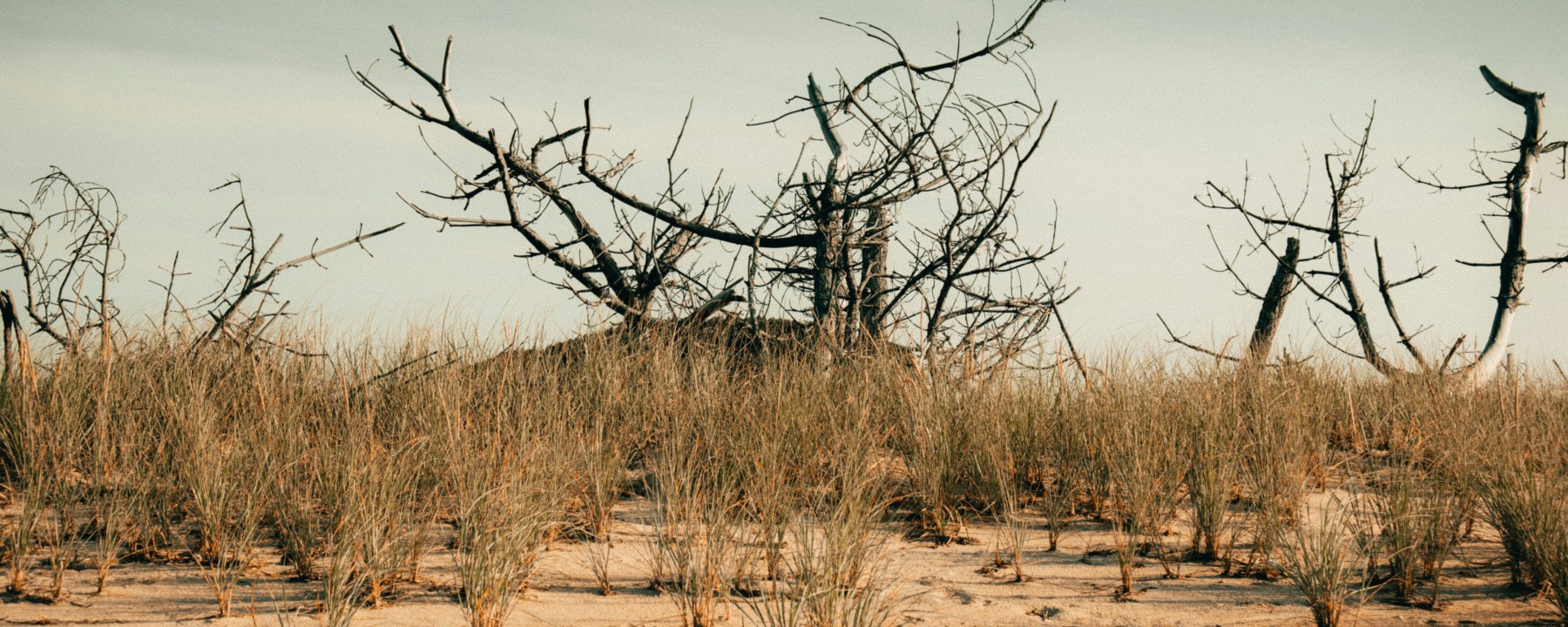 Dead trees in a scrubby wasteland