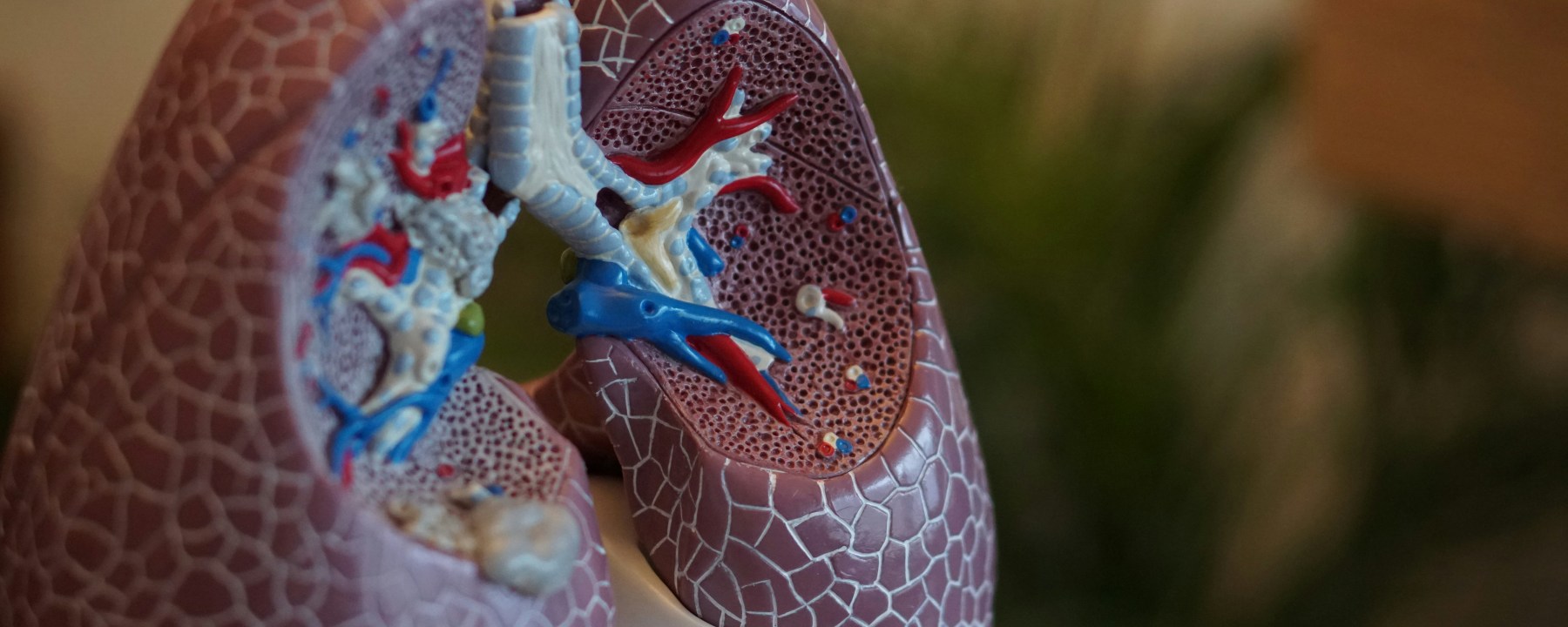 A model of the lungs interior